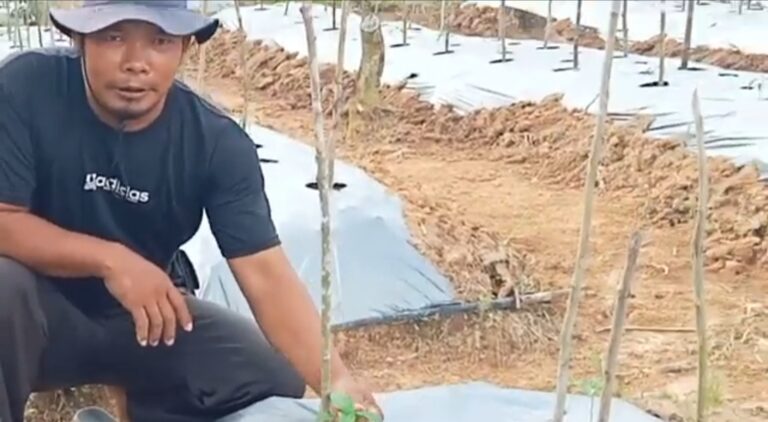 Menguntungkan, Petani di Banyuasin Budidayakan Cabe Setan