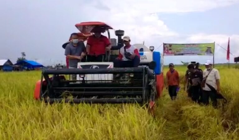 Kader PDI Perjuangan Berdayakan Petani dengan Benih Padi MSP, Uji Coba Tanam di Lahan Rawa Pasang Surut Banyuasin