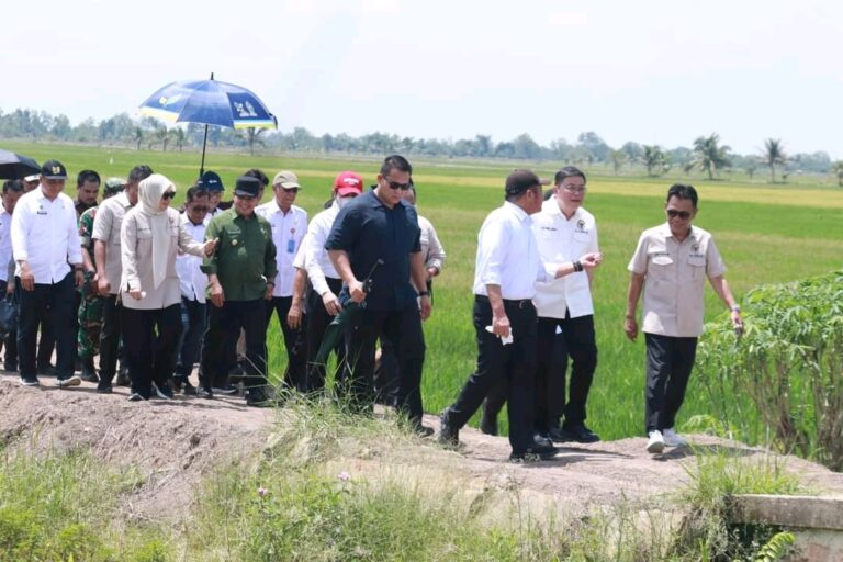 Banyuasin Naik Peringkat Penghasilan Padi Menurut BPS