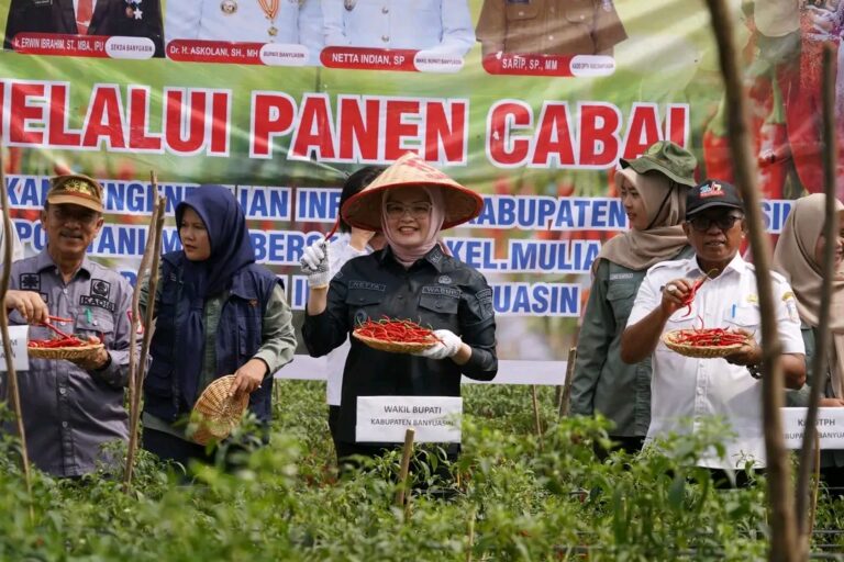 Panen Perdana, Wakil Bupati Netta Apresiasi Program Pemanfaatan Lahan Kelompok Petani Cabai