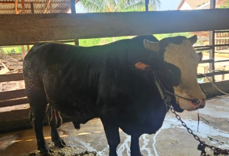Presiden Prabowo Kurban Sapi Limosin di Banyuasin, Bupati Askolani Sampaikan Terima Kasih