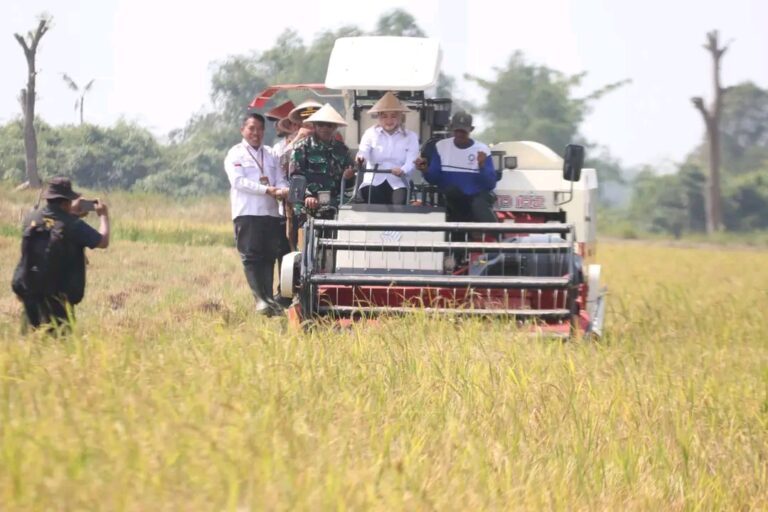 Terus Galakkan Swasembada Pangan Di Banyuasin, Wabup Netta Panen Raya Padi Di Upang Jaya