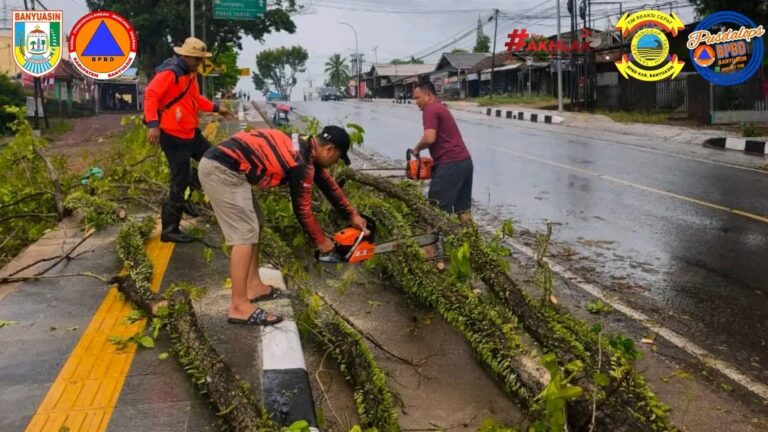 BPBD Banyuasin Evakuasi Pohon Tumbang di Jalan Lintas Palembang–Pangkalan Balai