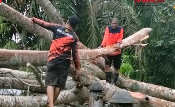 Sigap, BPBD Banyuasin Lakukan Evakuasi Pohon Tumbang di Jl. Lingkar Banyuasin