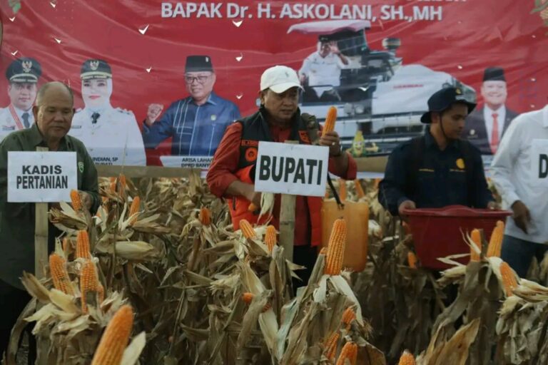 Bupati Banyuasin Bangga Panen Jagung Air Salek Meningkat