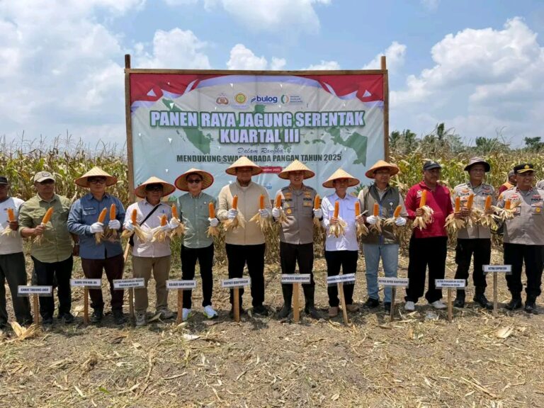 Sekda Banyuasin Panen Jagung Serentak Kuartal III Bersama Kapolres Banyuasin