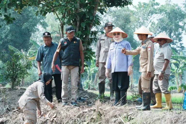 Banyuasin Optimistis Produksi Padi Tembus 1 Juta Ton, Netta Indian Pimpin Panen Serentak Hadapi El-Nino