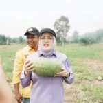Dukung Ketahanan Pangan, Wabup Netta Panen Semangka di Desa Daya Makmur