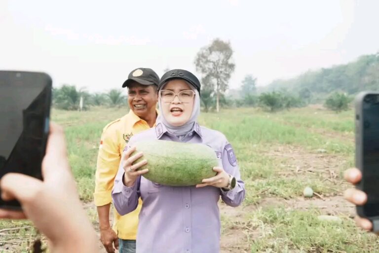 Dukung Ketahanan Pangan, Wabup Netta Panen Semangka di Desa Daya Makmur